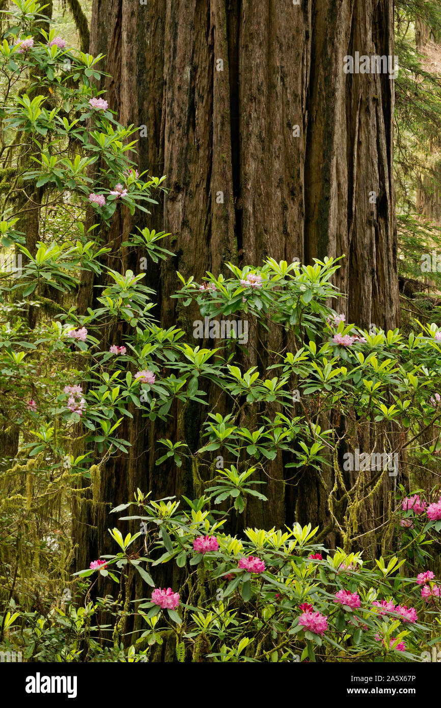 CA03759-00...CALIFORNIA - RODODENDRO en flor cerca de una secuoya gigante situado junto al árbol de Boy Scout Trail en Jedediah Smith Redwoods State Park Foto de stock