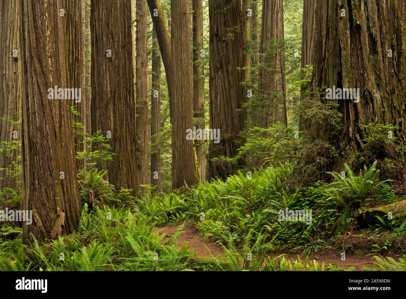 CA03763-00...California - El árbol de Boy Scouts sendero serpenteante a través de un bosque de secoyas en Jedediah Smith Redwoods State Park; parte de Redwoods National a Foto de stock
