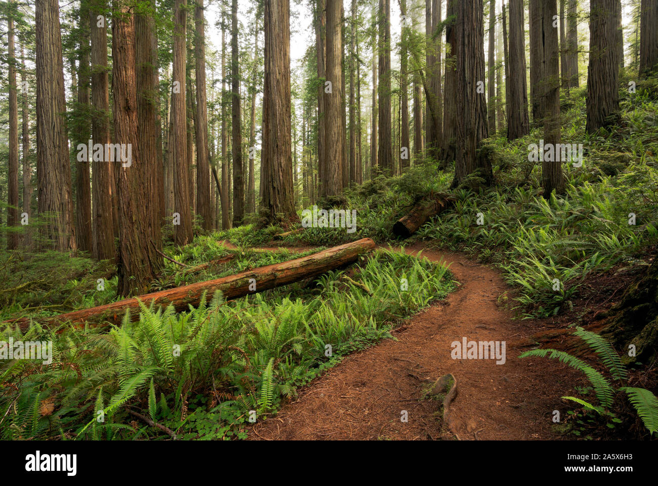 CA03765-00...California - El árbol de Boy Scouts sendero serpenteante a través de un bosque de secoyas en Jedediah Smith Redwoods State Park; parte de Redwoods National a Foto de stock