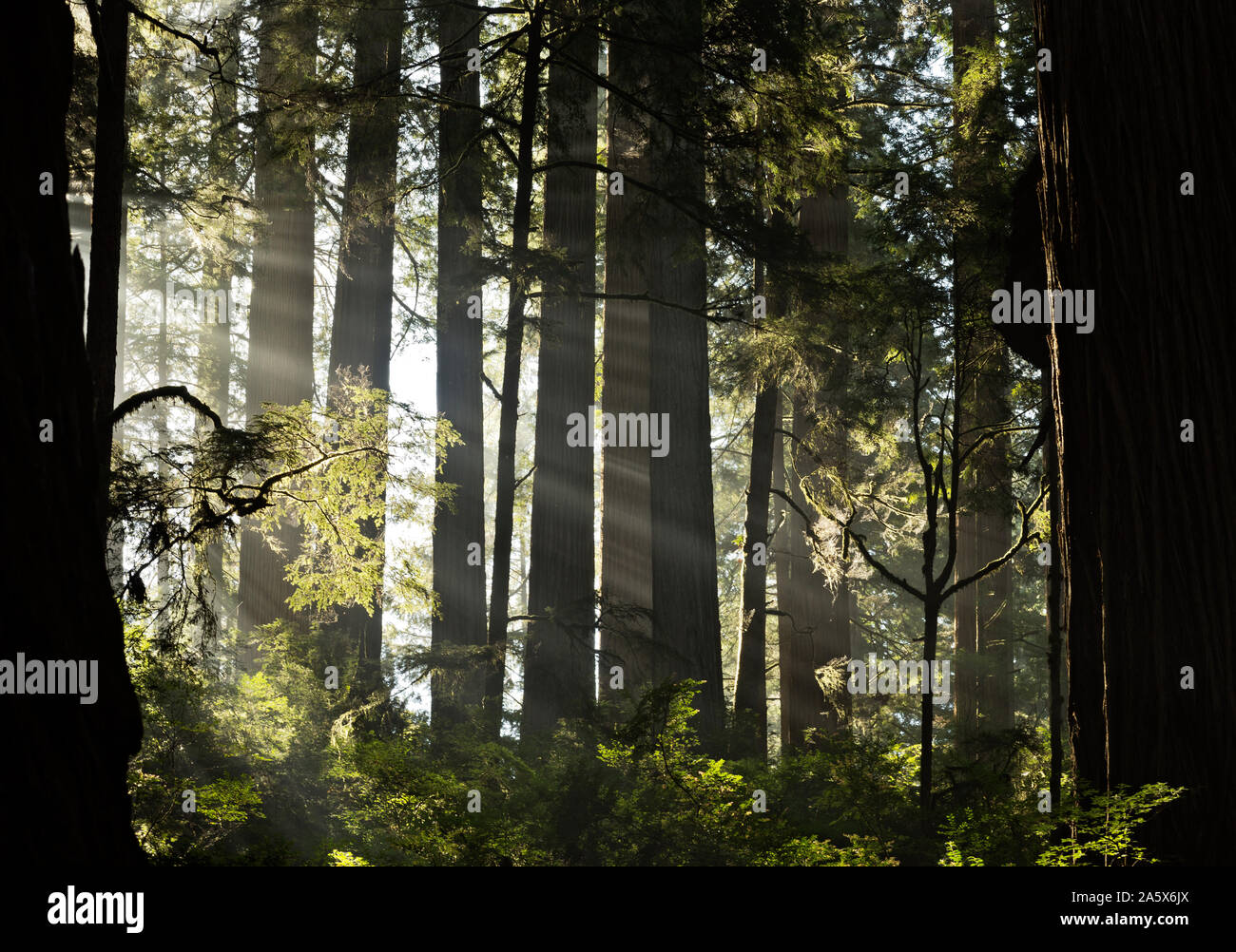 CA03767-00...CALIFORNIA - rompiendo la luz solar a través de una capa de niebla en el bosque Redwood junto el Boy Scout Trail en Jedediah Smith Redwoods SP. Foto de stock