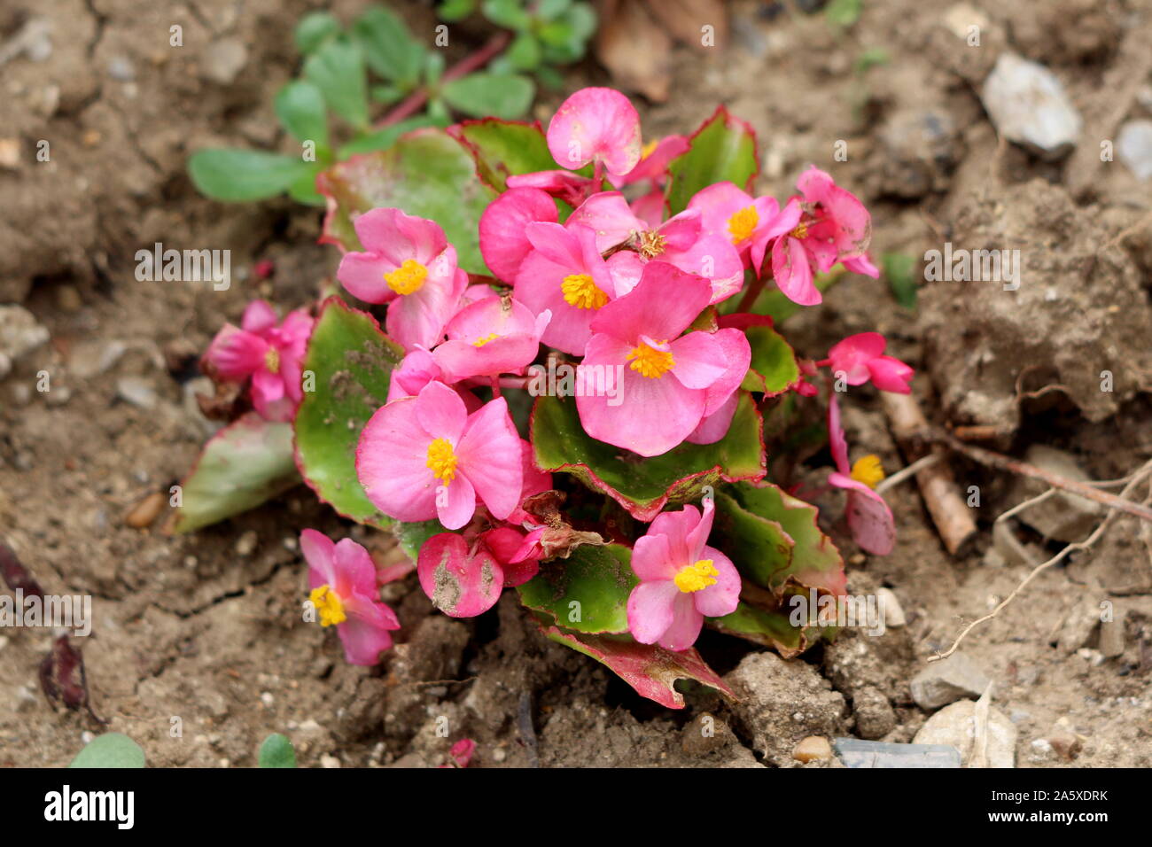 Begonia plantas que crecen en forma de pequeño arbusto con flores de color  rosa y amarillo central rodeada con hojas de luz verde y suelo seco  Fotografía de stock - Alamy