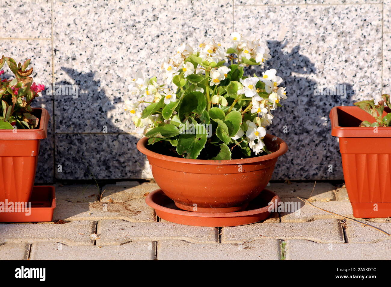 Begonia plantas que crecen en forma de pequeño arbusto con flores blancas y  amarillas centro rodeado con la luz verde deja plantada en maceta delante  Fotografía de stock - Alamy