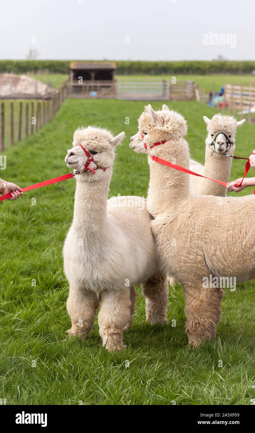 Caminar Alpacas Foto de stock