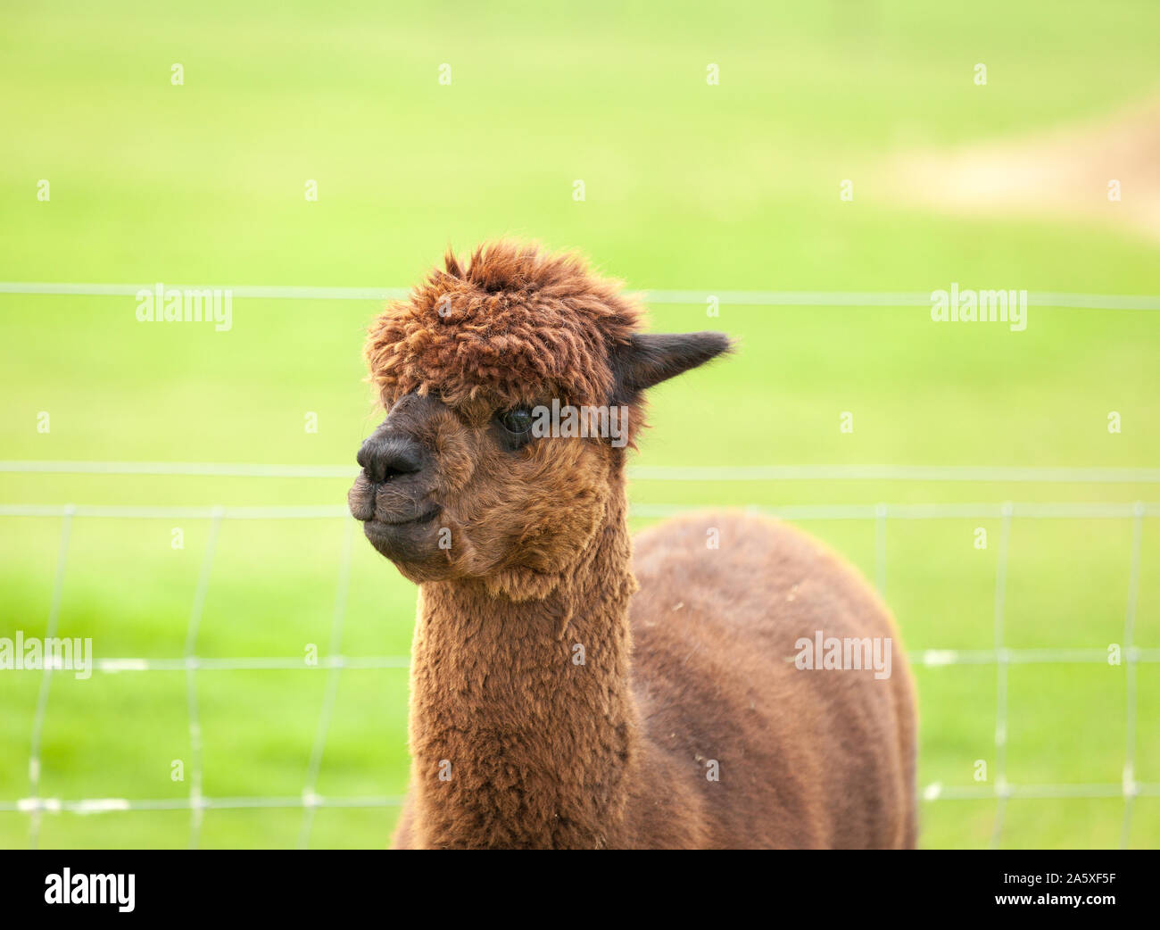 Caminar Alpacas Foto de stock