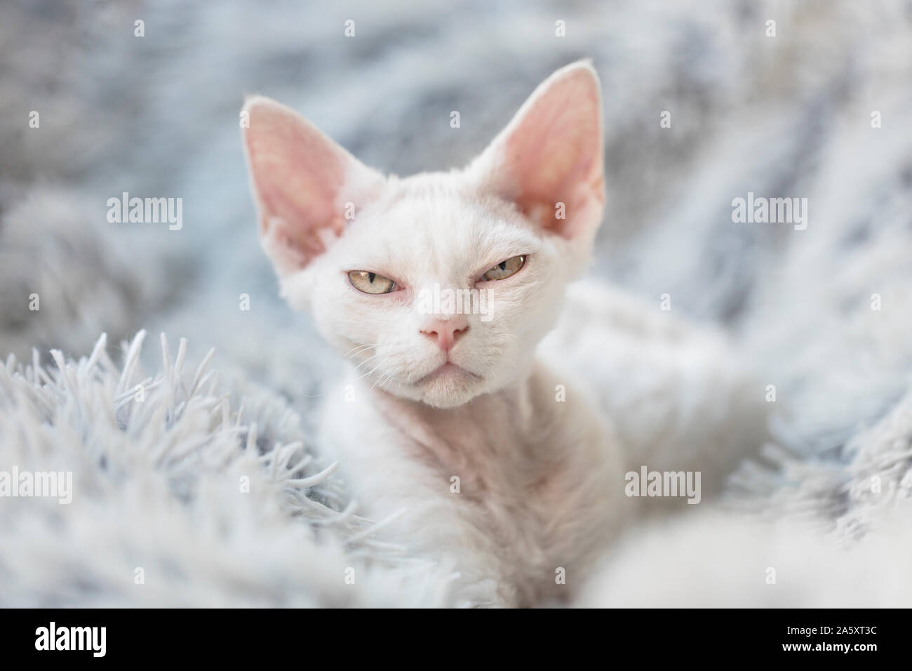 Un gatito enojado blanco con actitud mirando el visor con la mitad abrió los ojos. Los jóvenes cat es un gatito de raza Devon rex, y ella se sienta sobre un blanco Foto de stock