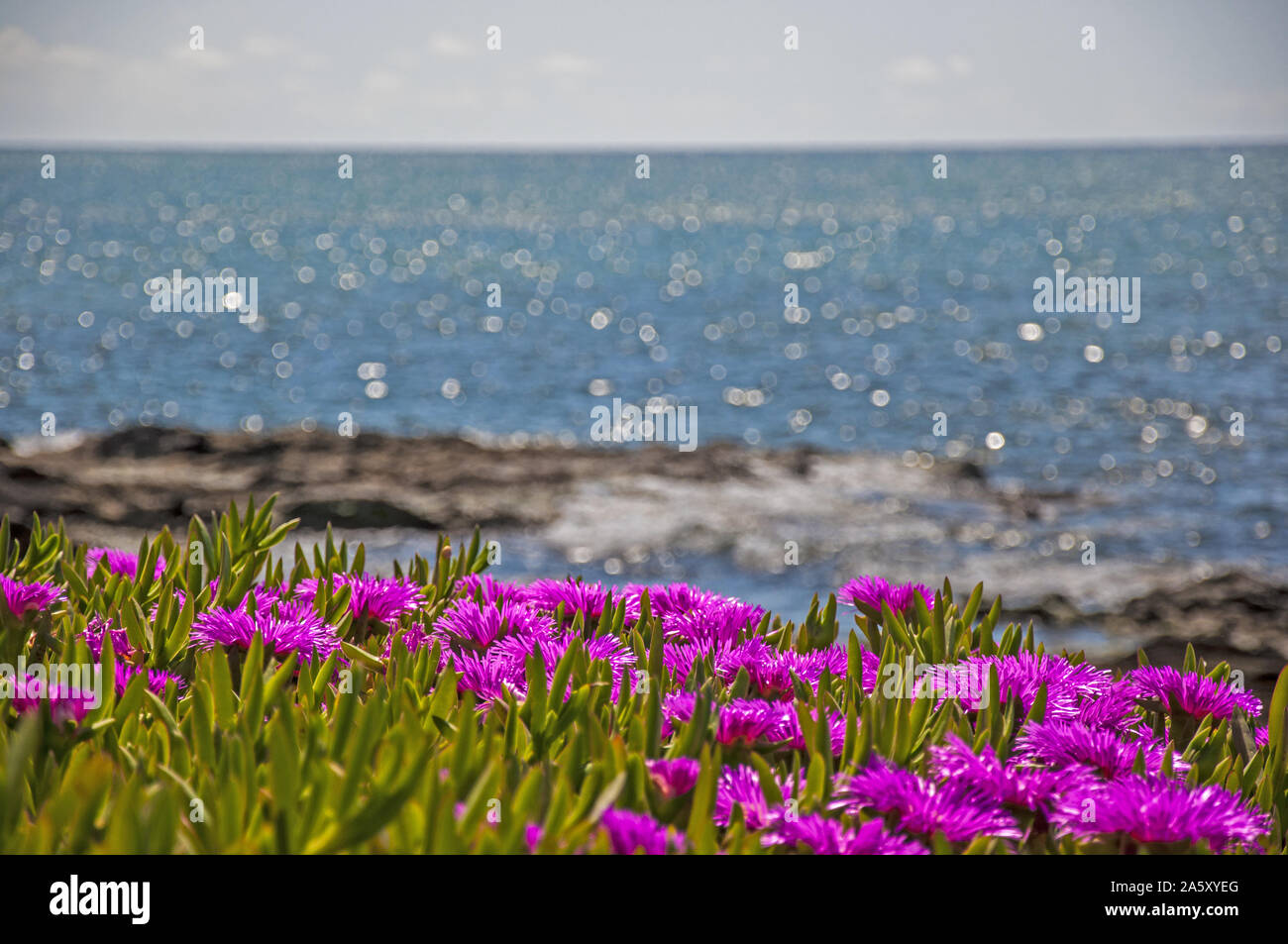 Campo de flores - Cabo Boeo - Marsala - Sicilia Fotografía de stock - Alamy