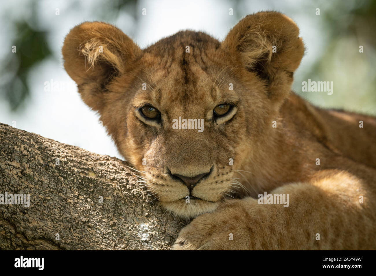 Close-up de cachorro de león tumbado en la rama Foto de stock
