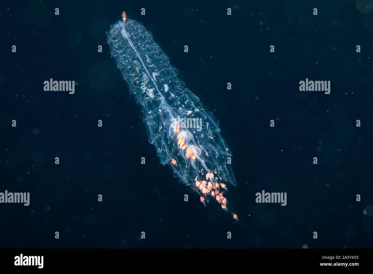 Un siphonophore o hydrozoan, Agalma okeni. Este es un integrante de la familia de animales gelatinosa llamada Cnidaria. Los tentáculos en la parte inferior son veno Foto de stock