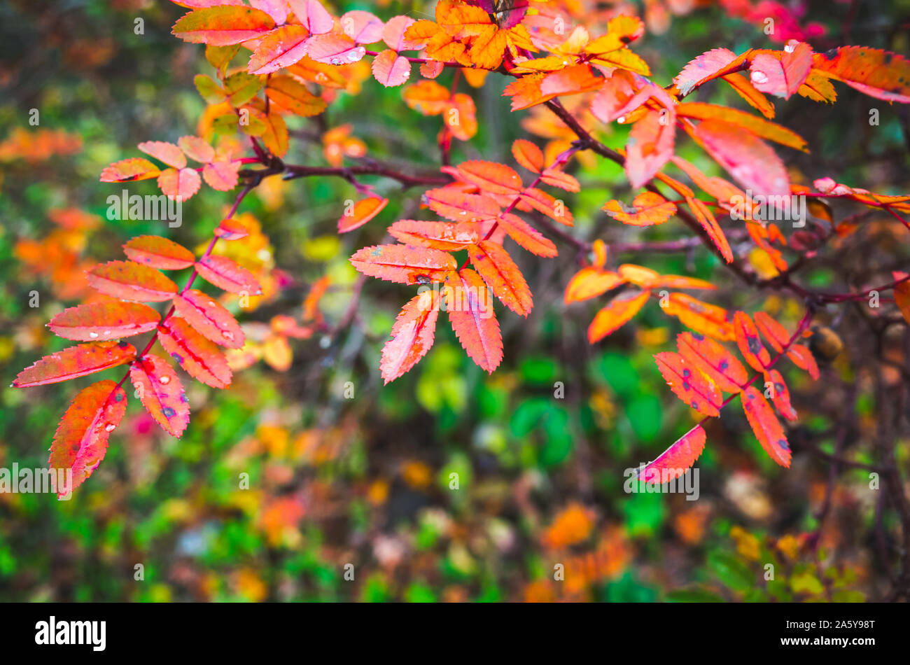 Temporada de otoño, la foto de fondo natural. Brillantes y coloridas hojas de otoño, cerca de foto con el enfoque selectivo Foto de stock
