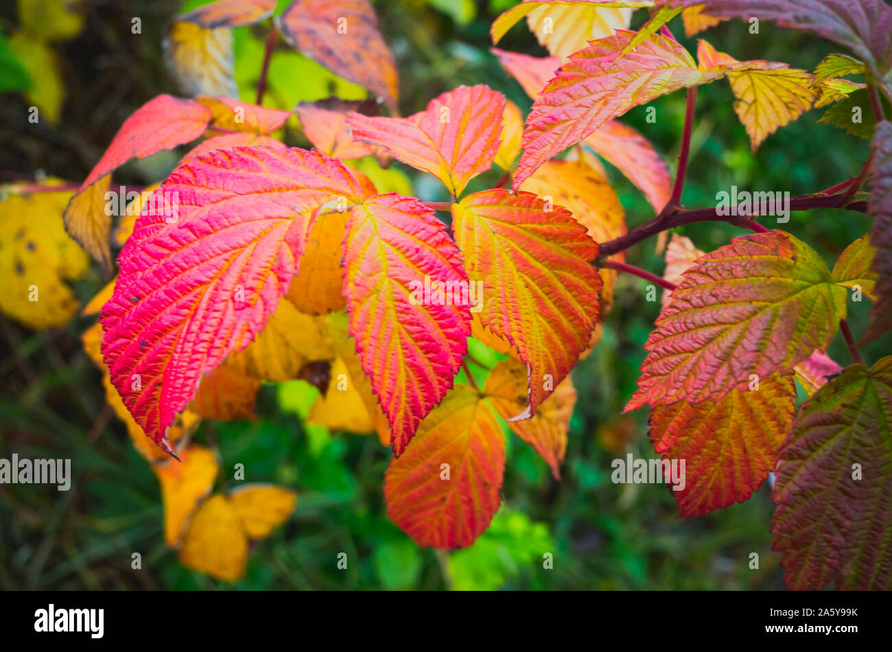 Temporada de otoño natural de fondo. Brillantes y coloridas hojas de otoño, cerca de foto con el enfoque selectivo Foto de stock