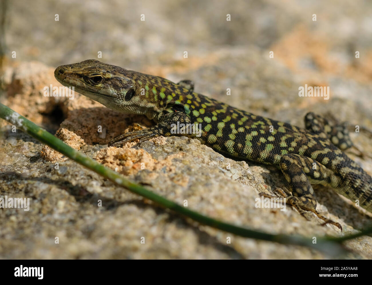 Lagarto salvaje piel verde descansando en el sol,animales reptiles Foto de stock