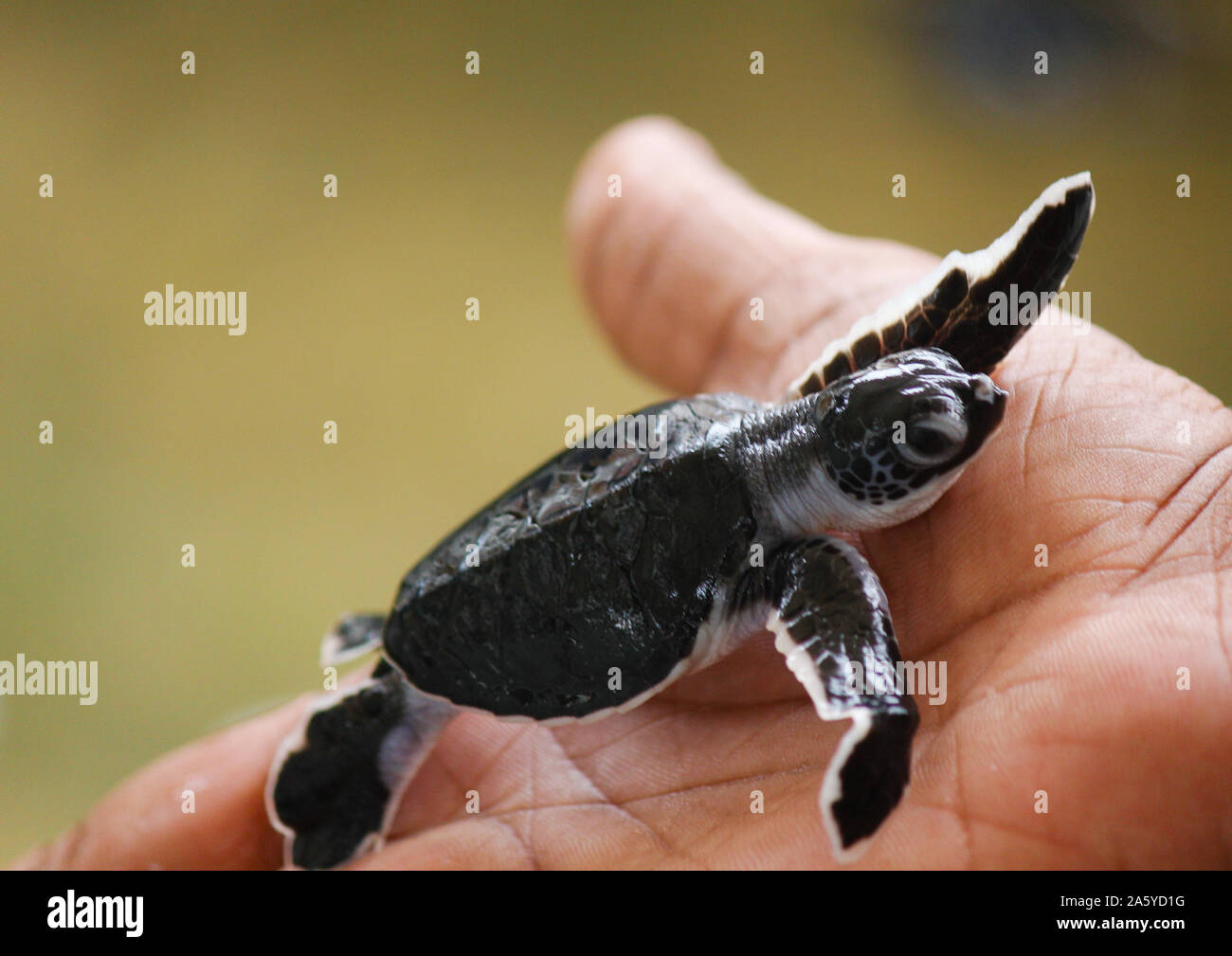 Bebé eclosión de tortugas marinas. Un día la tortuga de mar en Hikkaduwa,  en la granja de tortugas.,Sri Lanka . Bebé tortuga boba Fotografía de stock  - Alamy