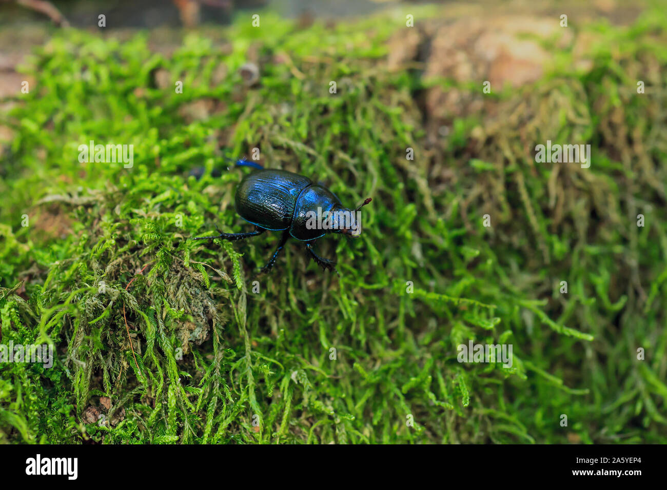 Azul metalizado tierra-aburrida de escarabajos en verde musgo. Anoplotrupes stercorosus bug en bosque de verano, el enfoque selectivo Foto de stock