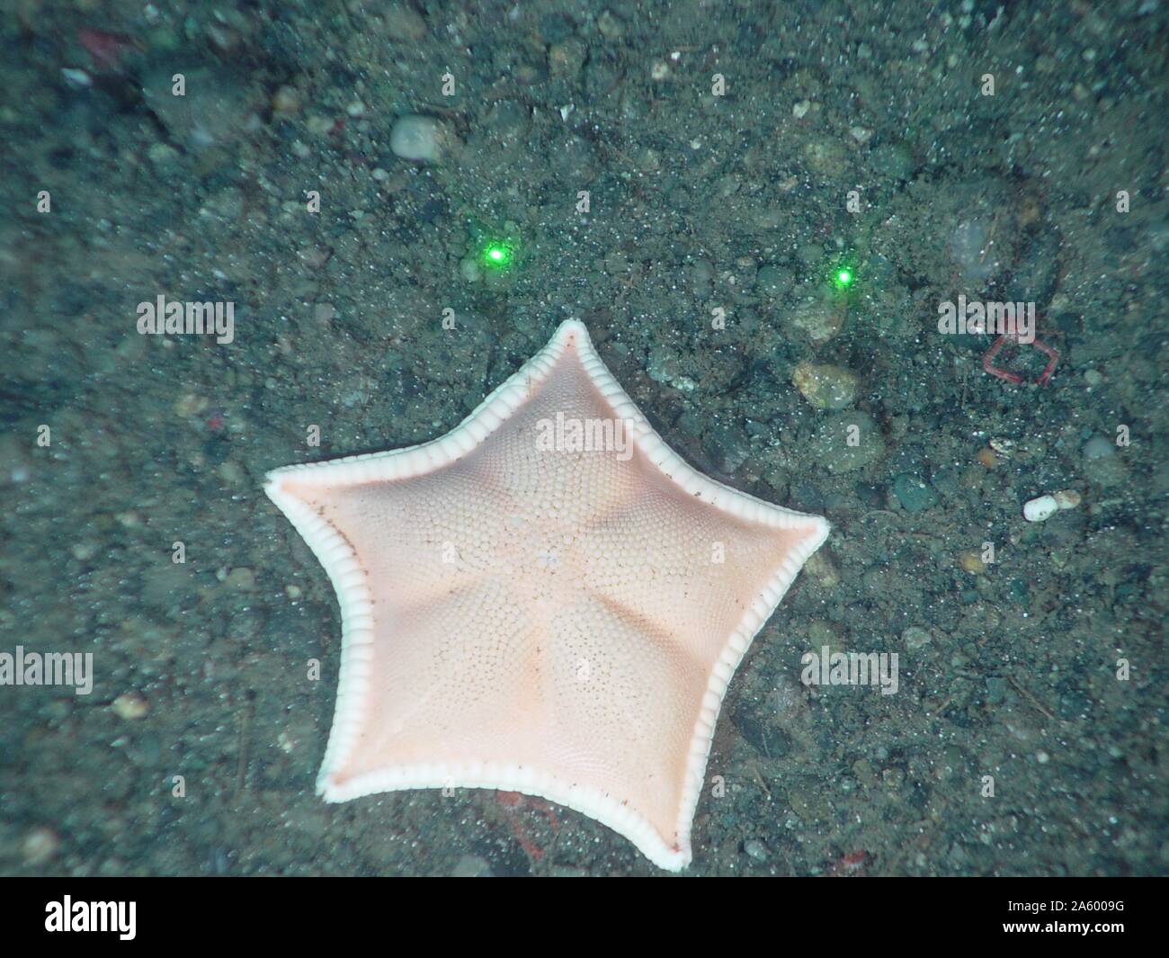 Starfish, desde el viaje al espacio interior de la expedición. Foto de stock