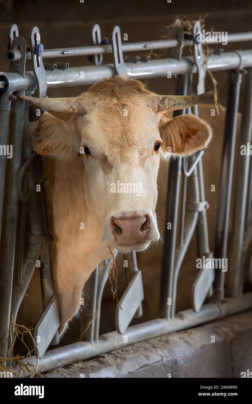 Francia, Terroir de Caux, Luneray, Ferme des Trois Portes, la agricultura,  las ventas de la carne y los embutidos, carnes frías, venta, vaca  Fotografía de stock - Alamy