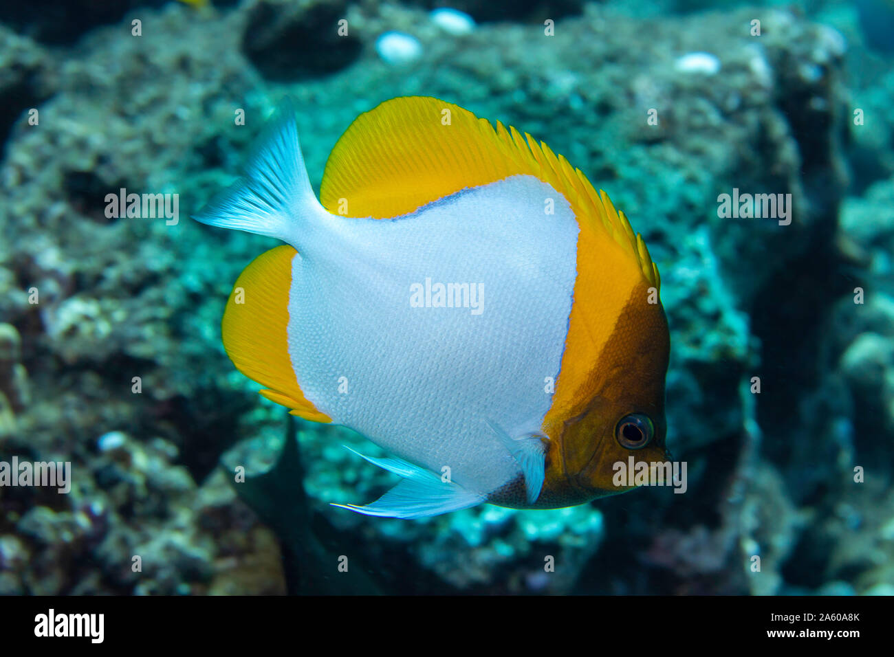 Pirámide, butterflyfish Hemitaurichthys polylepis, pueden encontrarse en las grandes escuelas alrededor de Hawai. Foto de stock