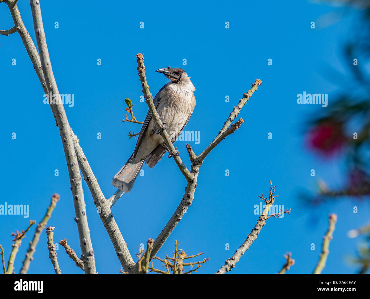 Un fraile ruidoso pájaro posado en las ramas de un árbol contra un cielo azul claro Foto de stock