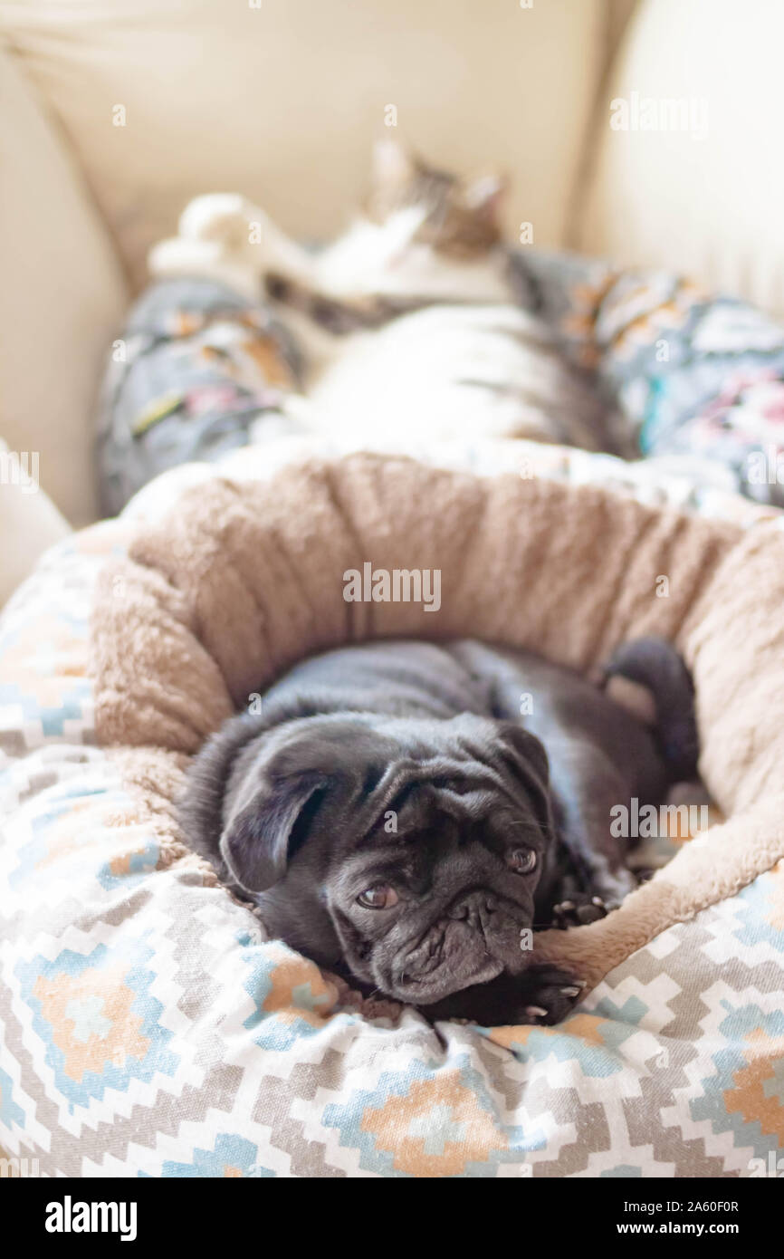 Camas pug new arrivals