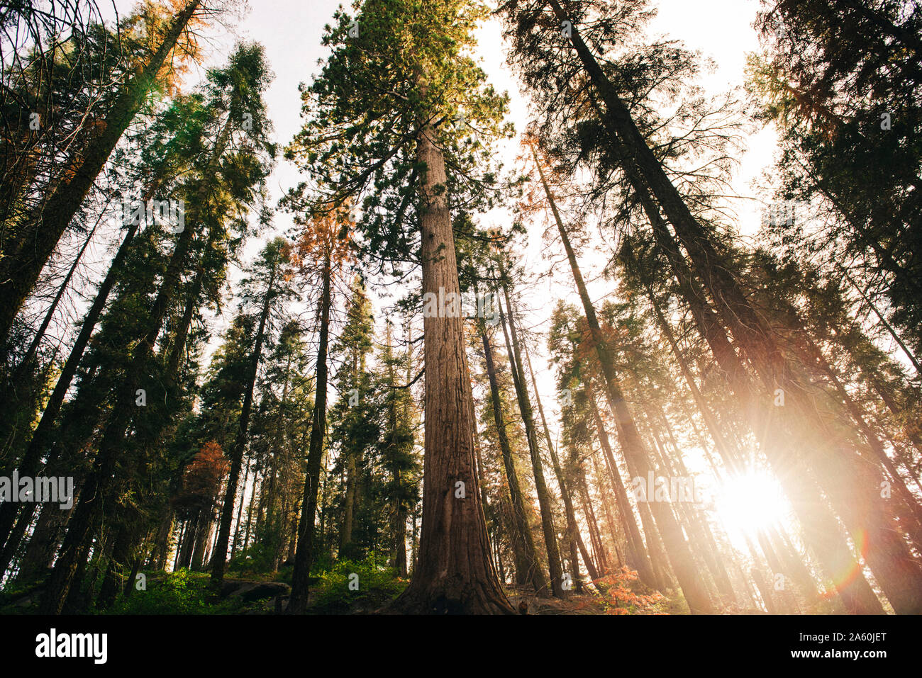 Puesta de sol entre los árboles del bosque en el Sequoia National Park, California, EE.UU. Foto de stock