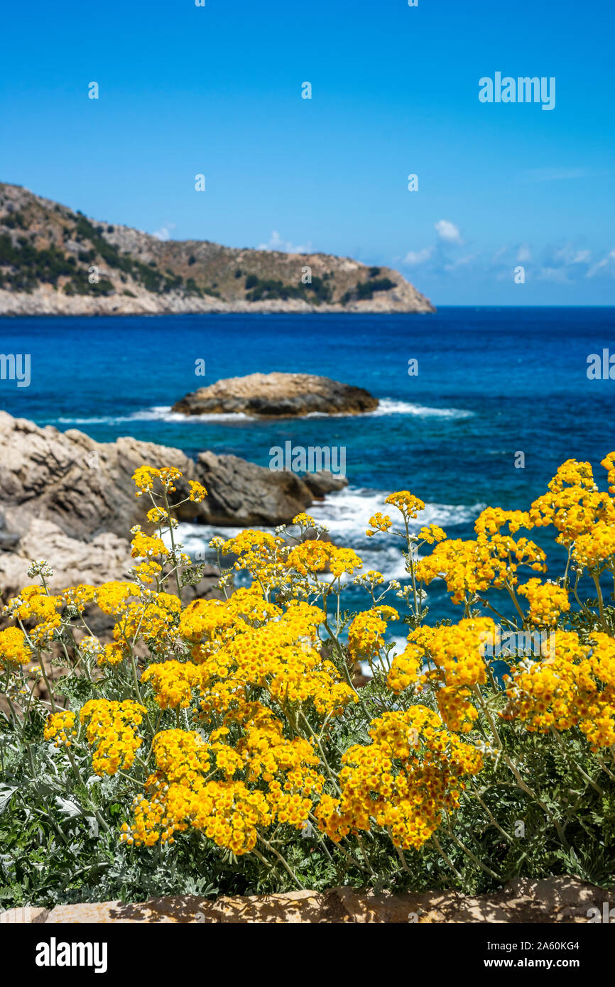 Flores amarillas en Cala Agulla contra el cielo, Mallorca, España Foto de stock