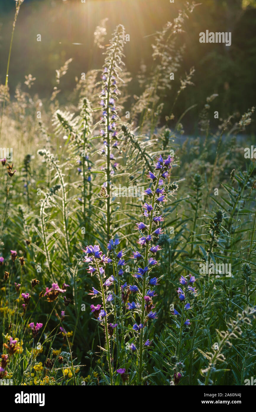 Floración de plantas que crecen en bosque en día soleado, Baviera, Alemania Foto de stock