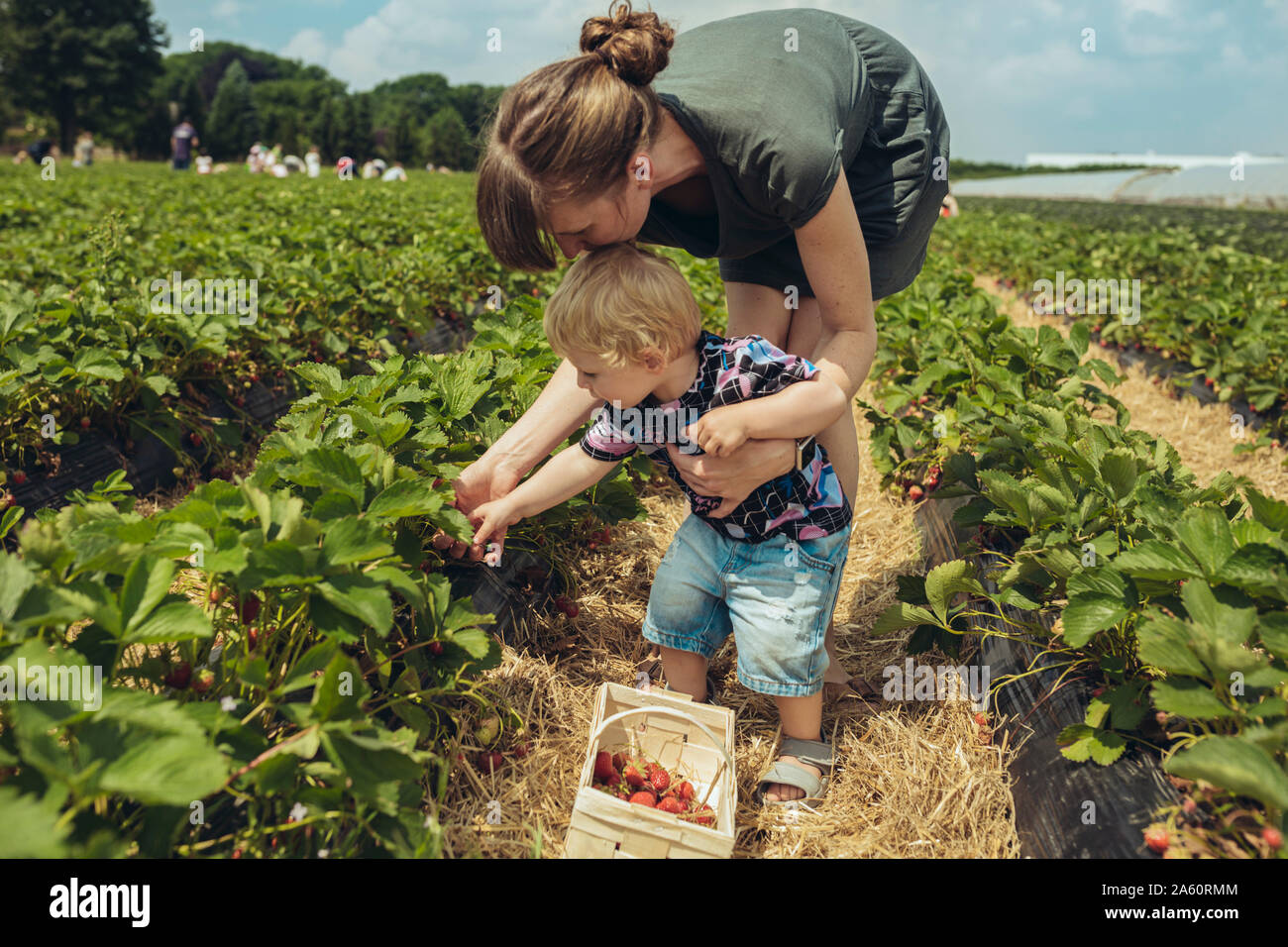 Madre e hijo recogiendo fresas en plantaciones de fresas Foto de stock
