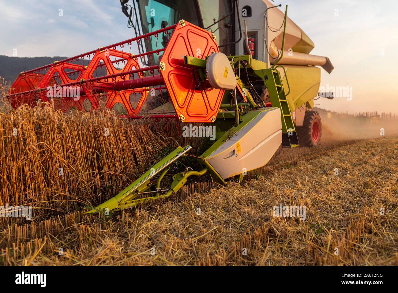 La agricultura orgánica, el campo de trigo, cosecha, cosechadora en la noche Foto de stock