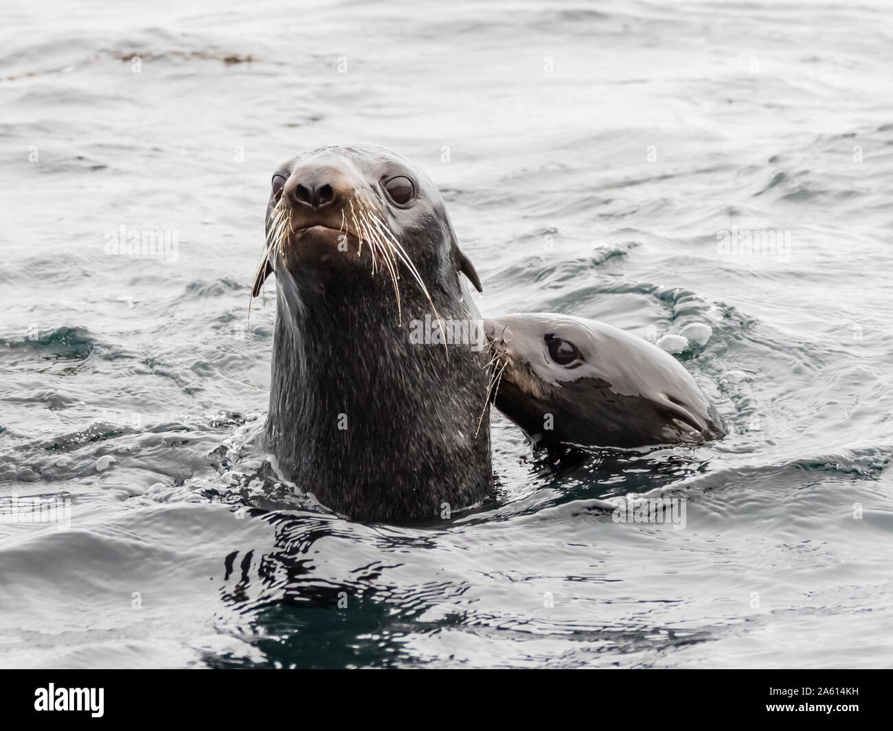 Norte de focas peleteras (Callorhinus ursinus), la isla de Bering, Comandante del Grupo de la isla, Kamchatka, Rusia, Eurasia Foto de stock