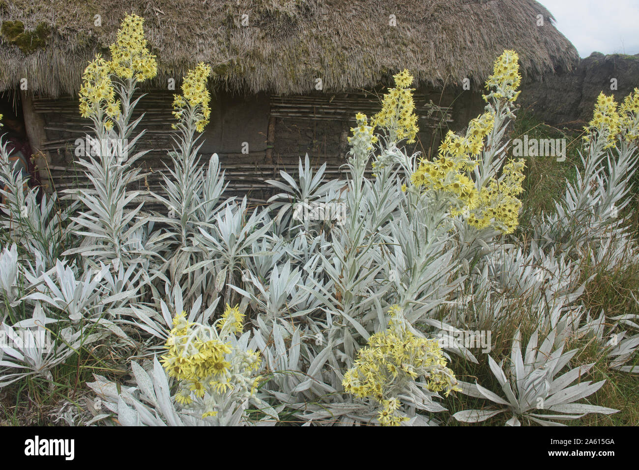 Senecio niveoaureus crecen en el 'páramo' Highlands cerca de Chimborazo, Urbina, Ecuador Foto de stock