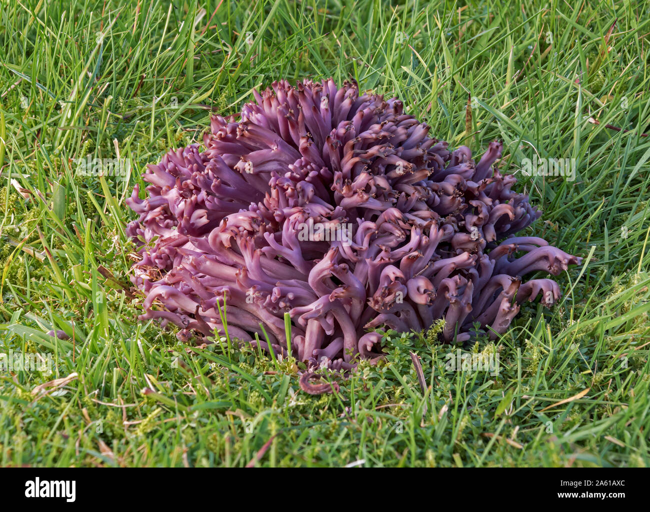 Clavaria zollingeri (púrpura o violeta Coral coral). Foto de stock