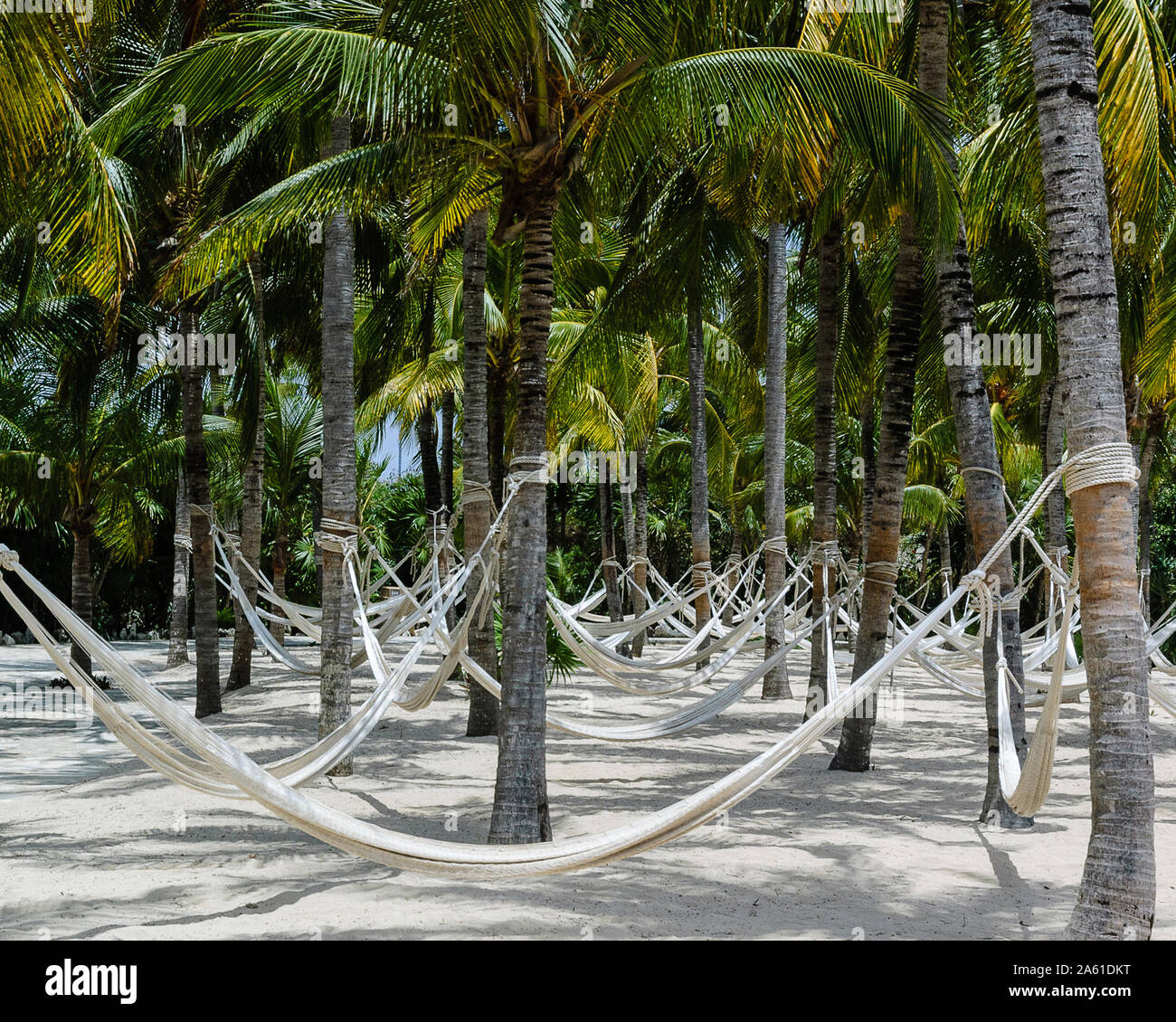 Playa del Carmen, Quintana Roo, México - 3 de mayo de 2005: Empty hamacas colgadas de palmeras de coco Foto de stock