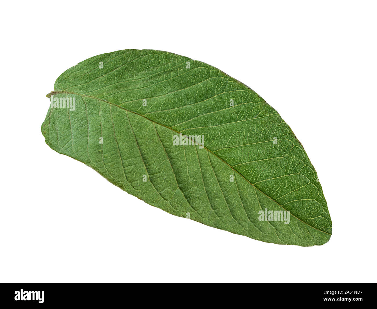 Hoja de guayaba fotografías e imágenes de alta resolución Alamy