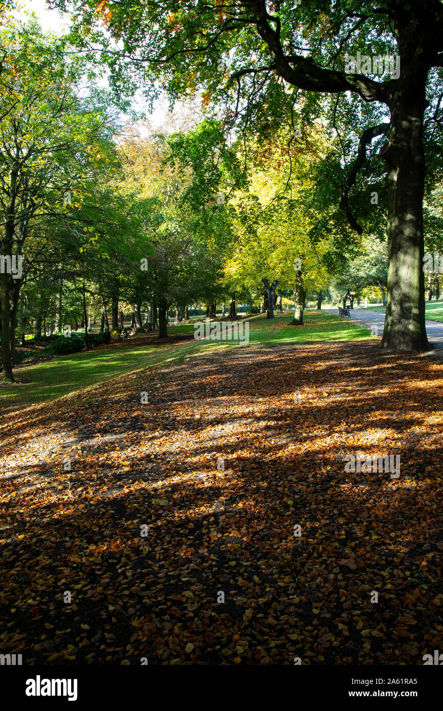 Bajo la luz del sol brilla a través de los árboles maduros y cae sobre una alfombra de hojas de otoño que yacía en el suelo en un Country Park. Foto de stock