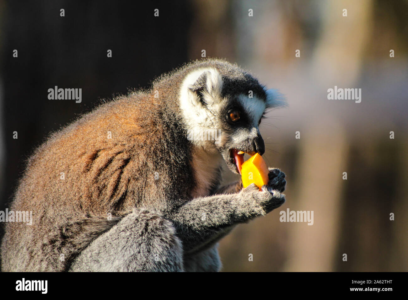 Lémur de cola anillada (Lemur catta Foto de stock
