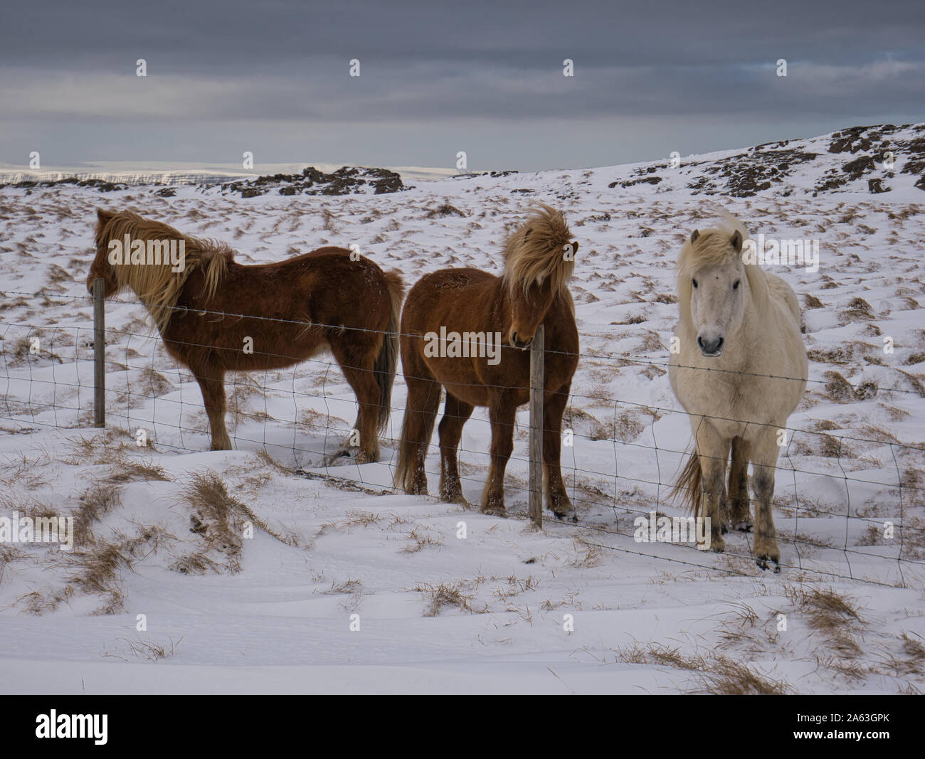 Un paisaje invernal con caballos islandeses en la valla Foto de stock