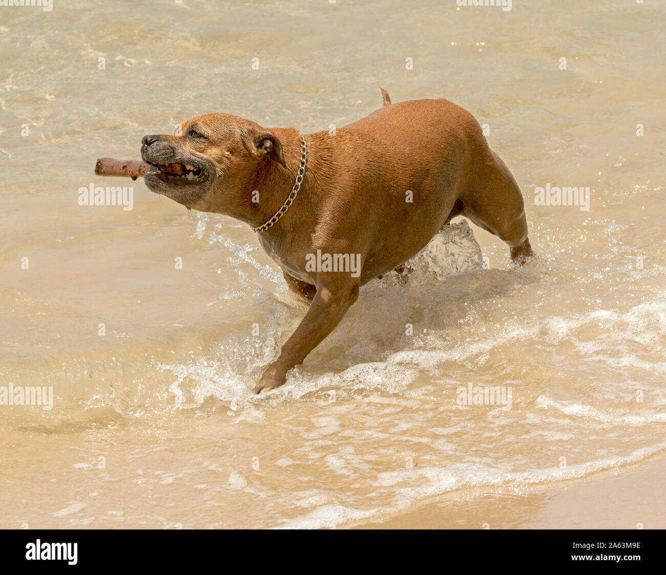 Jengibre / marrón perro chapoteando en el agua en la playa con bastón ha recuperado iin su desembocadura. Foto de stock