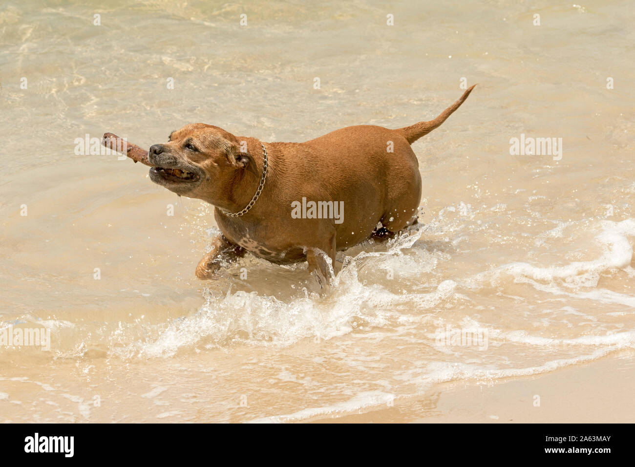 Jengibre / marrón perro chapoteando en el agua en la playa con bastón ha recuperado iin su desembocadura. Foto de stock