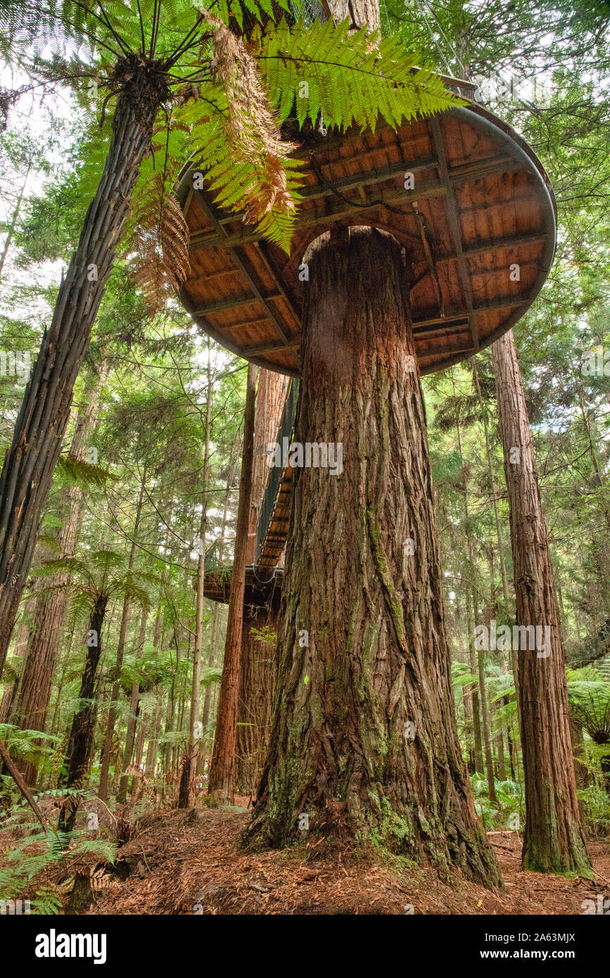 Plataformas gigantes que forma parte del árbol suspendido caminar en el bosque de Redwoods Whakarewarewa Foto de stock