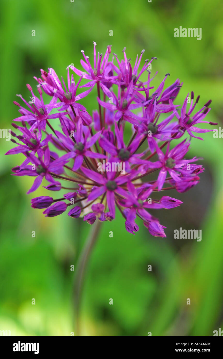 Fondo de pantalla fucsia fotografías e imágenes de alta resolución - Alamy