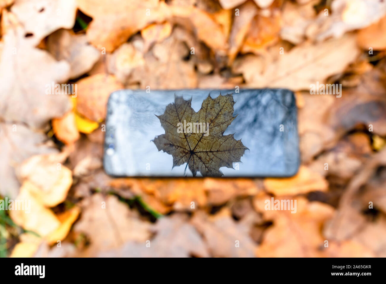 Broken teléfono táctil sobre un fondo de hojas de otoño sobre la hierba.silueta maple leaf, otoño de concepto. Foto de stock