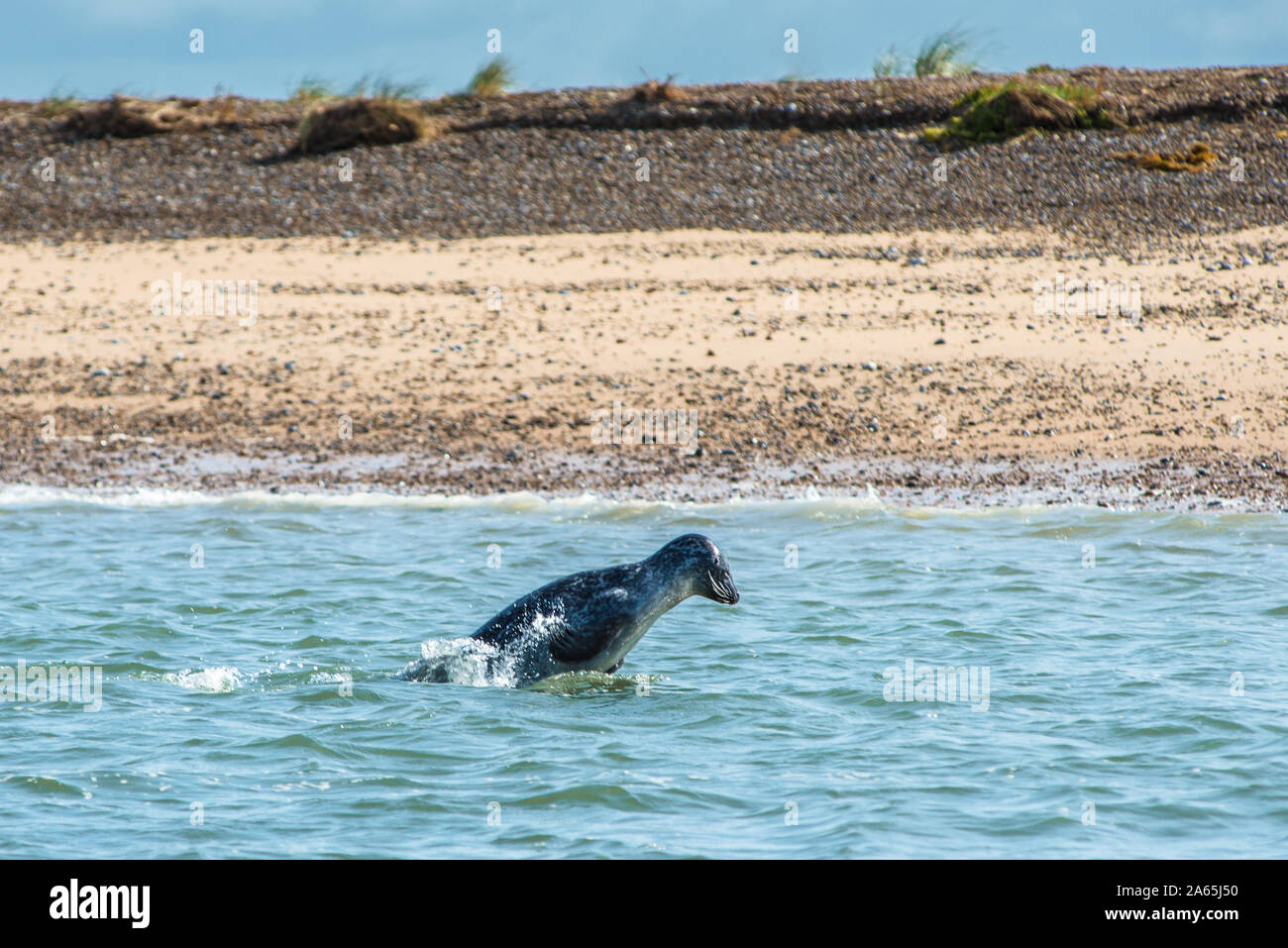 Y gris o focas comunes (Phoca vitulina) en la playa de Blakeney Punto Norfolk Inglaterra Foto de stock