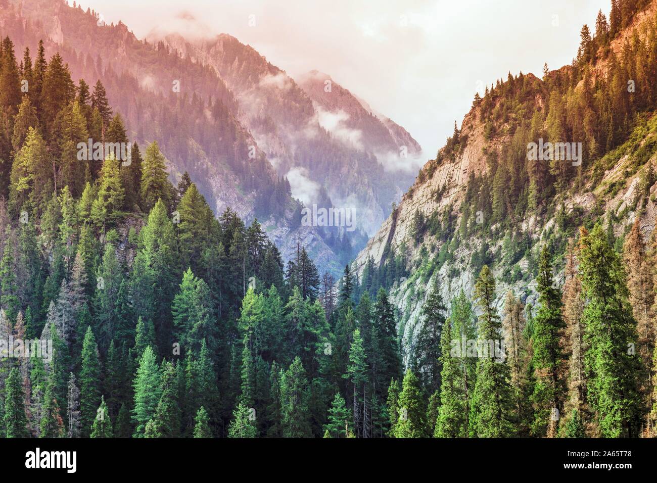 Las coníferas pinos, valle de Gurez, Bandipora, Cachemira, India, Asia Foto de stock