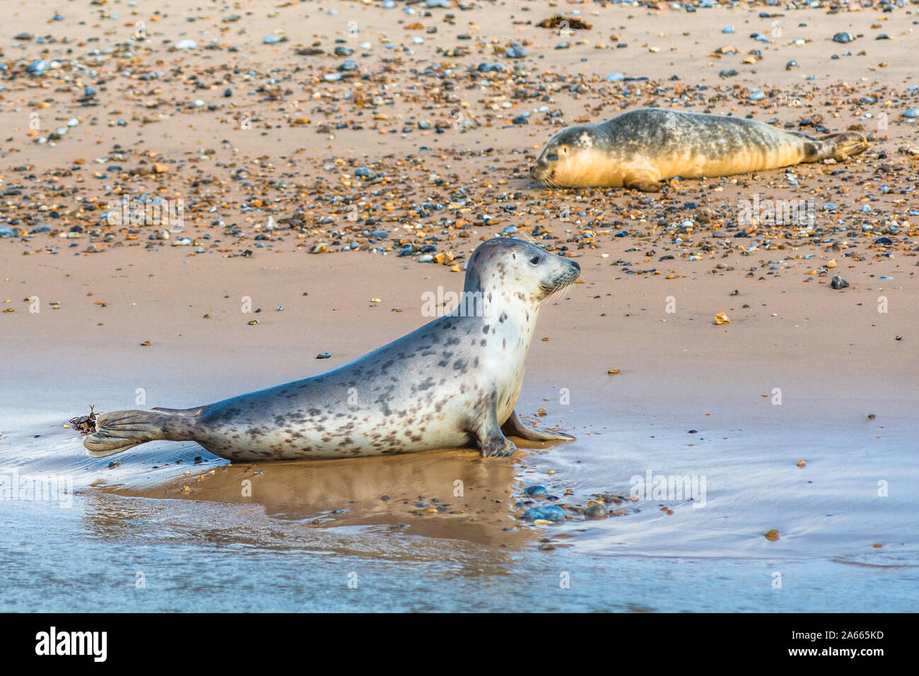 Y gris o focas comunes (Phoca vitulina) en la playa de Blakeney Punto Norfolk Inglaterra Foto de stock