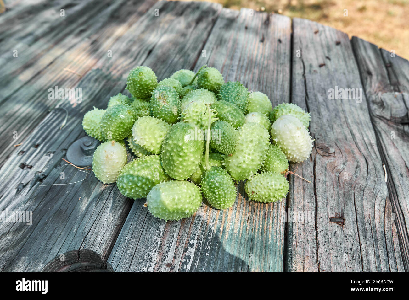 West Indian pepinillo (Cucumis Anguria), Burr Pepino, maxixa Foto de stock