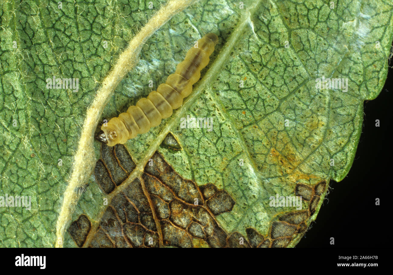 Moteados blancos delgados mancha foliar miner (Callisto) Caterpillar denticulella expuestas de una mina en una hoja de apple Foto de stock