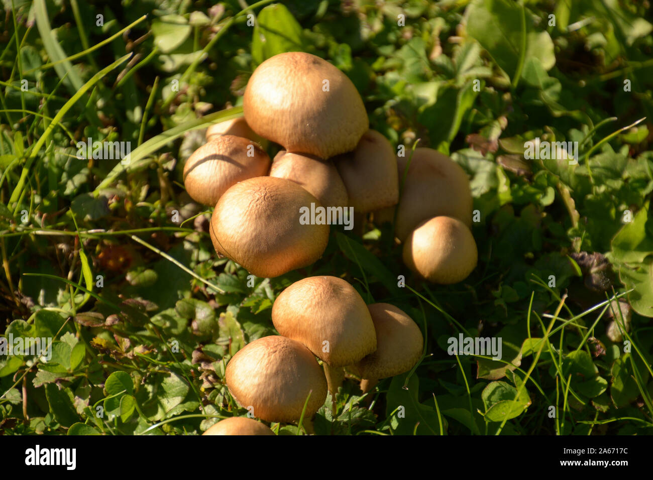 Un pequeño grupo de setas micaceus Coprinellus marrón beige sobre una pradera, mica tapa o tapón brillante o relucientes inky cap en octubre de sun Foto de stock