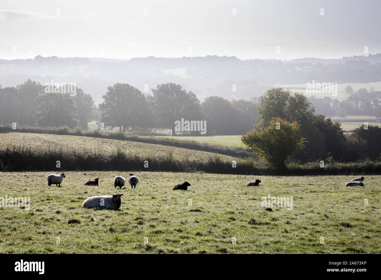 Ovejas en el campo con misty paisaje detrás, Burwash, East Sussex, Inglaterra, Reino Unido, Europa Foto de stock