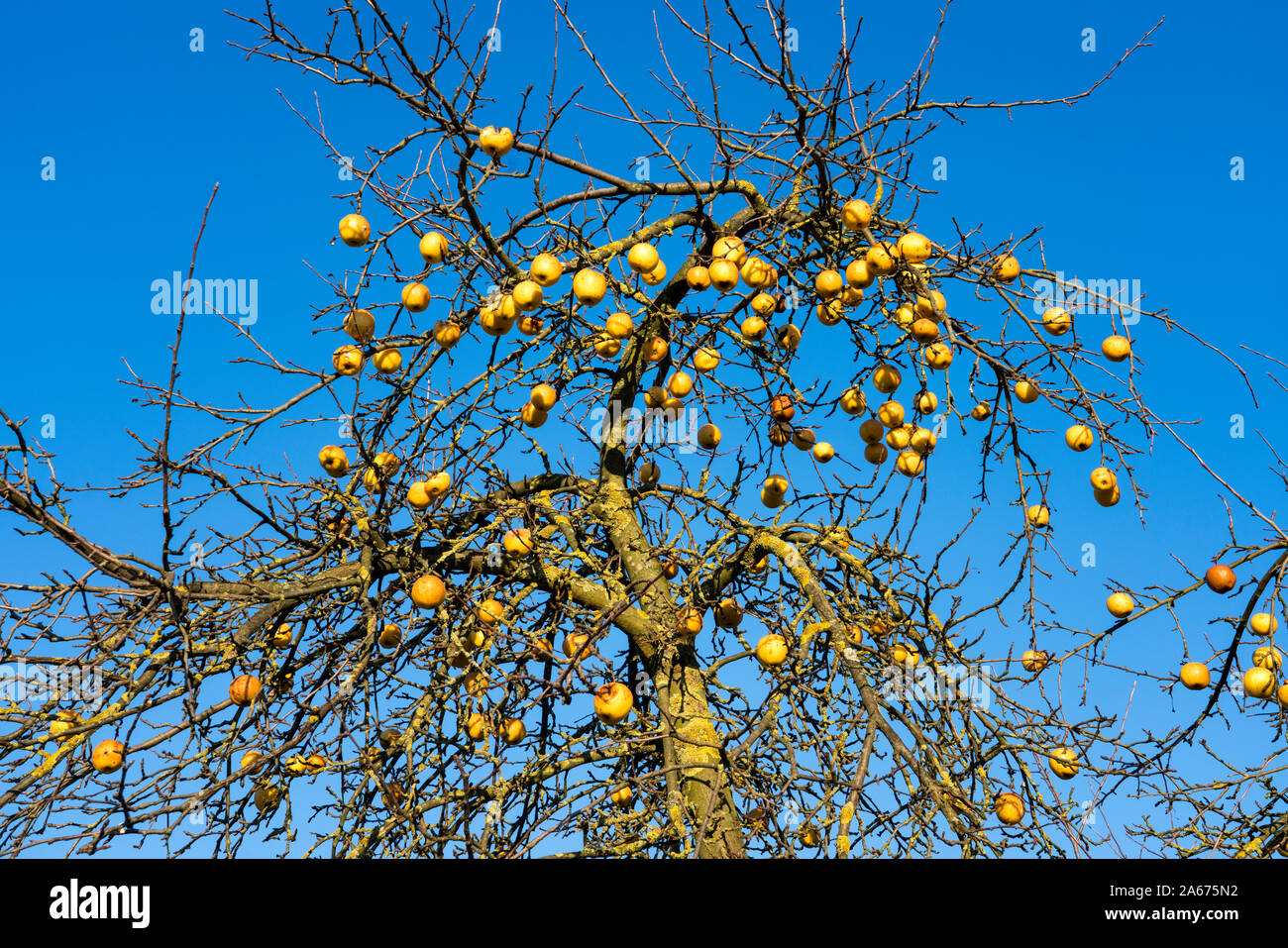 En diciembre, las manzanas, el Weser Oberweser Uplands, Weserbergland, Hesse, Alemania Foto de stock