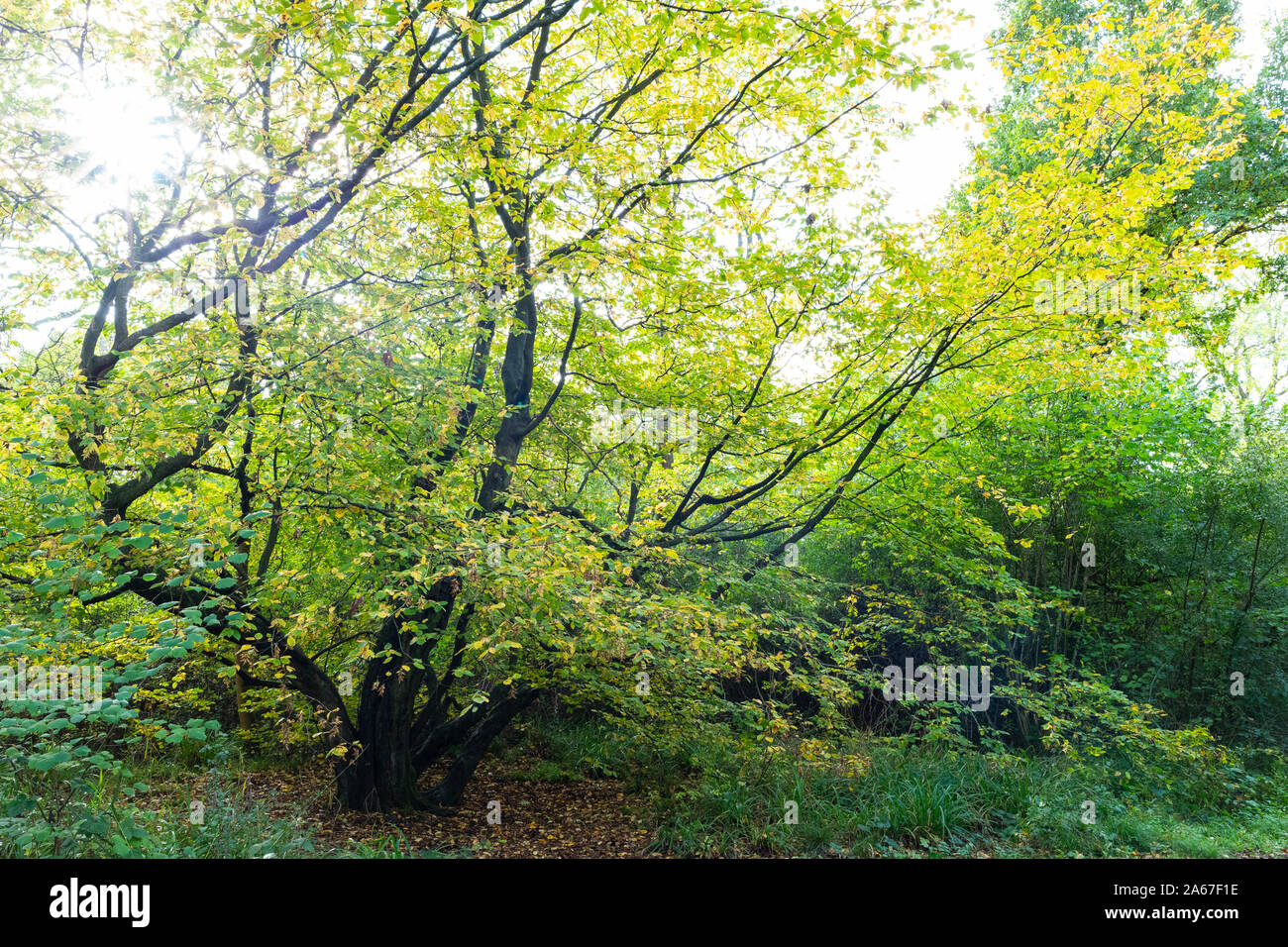 Árbol carpe a principios de otoño en Howe Park de madera, Milton Keynes. Foto de stock