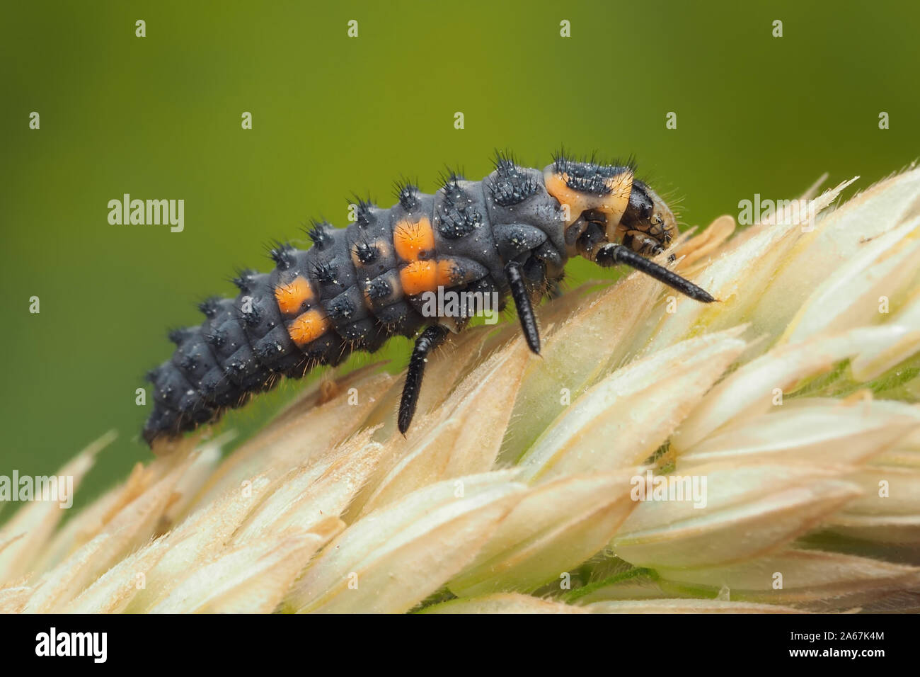 7-spot Mariquita larva en cabeza de semilla de pasto. Tipperary, Irlanda Foto de stock